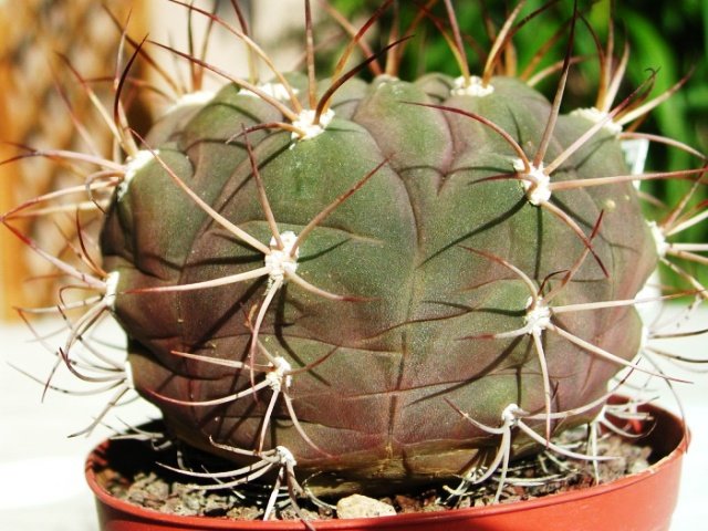 Gymnocalycium _pflanzii